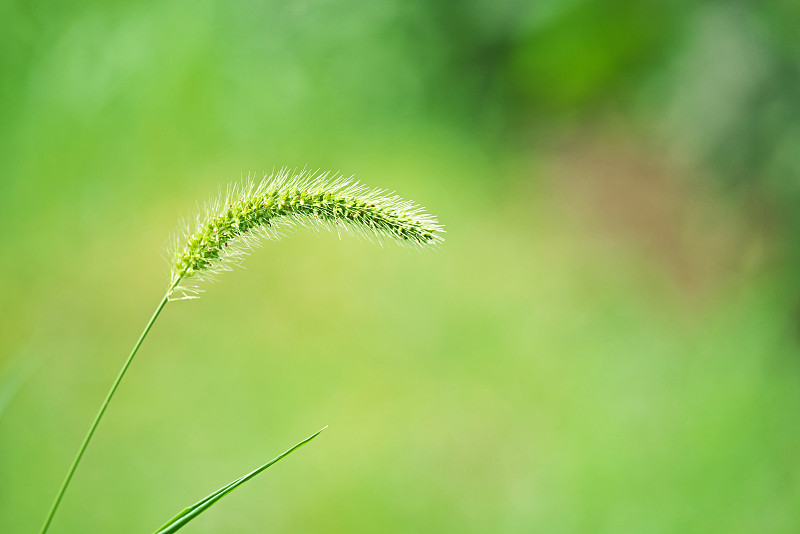 狗尾草