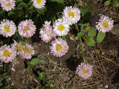 花:mussoorie森林和山谷