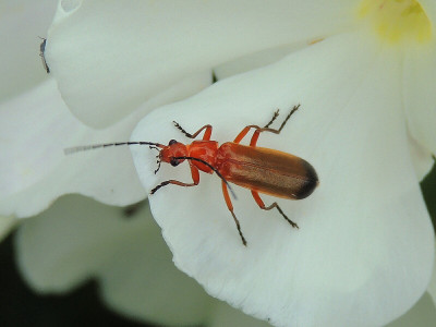 花上的甲虫