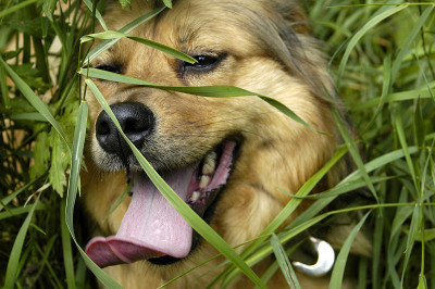 狗