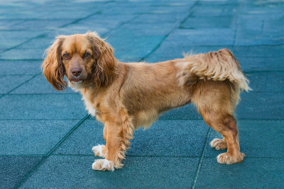 宠物狗红色可卡犬，