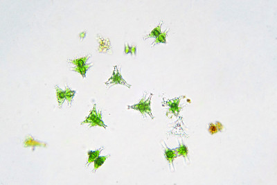 实验室显微镜下的淡水水生浮游生物。
