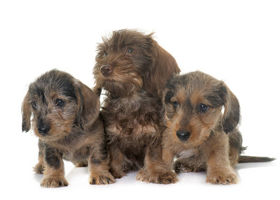 铁丝毛腊肠犬