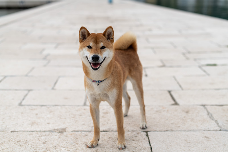 日本柴犬纯种犬