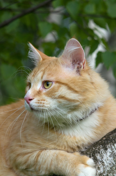 近距离观察树上的红毛猫