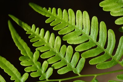 蕨类植物传单宏