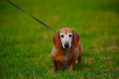 公园里的一只腊肠犬被牵着走