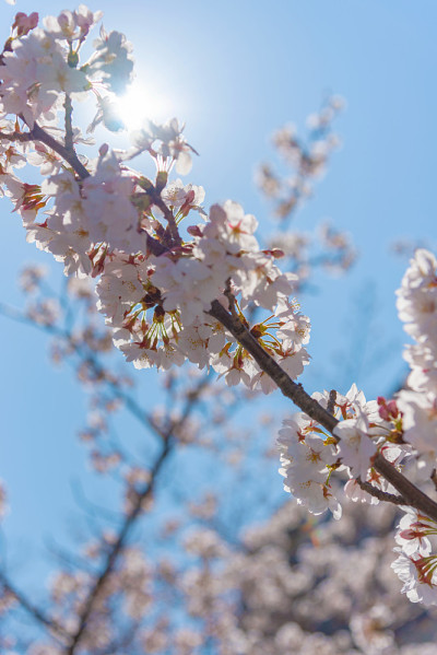 日本东京目黑河的樱花盛开季节
