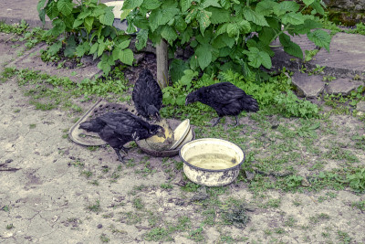 三只黑鸡在农场的院子里啄食一根甜菜