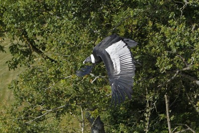 Andean Condor, vultur gryphus, Female in Flight