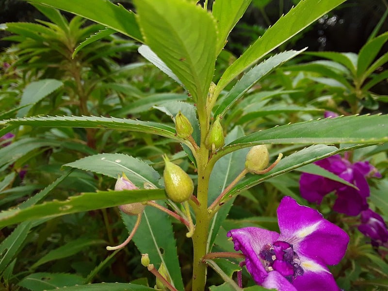 香脂粉红色花朵我们的香脂种子 (gul mehandee)