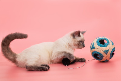 一只彩点猫在玩一个玩具球。