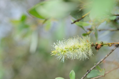 白千层属灌木花