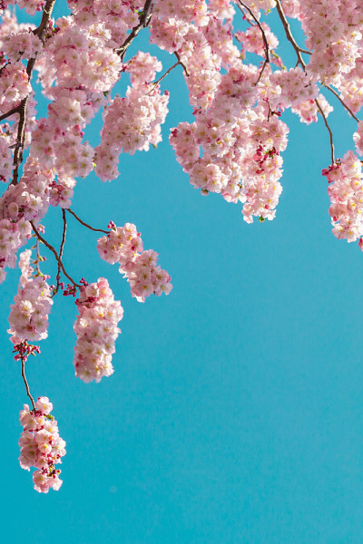 春天的花