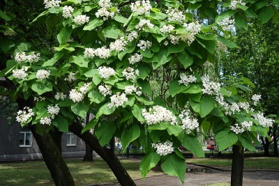 六月中旬开花的大梓树