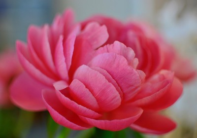 牡丹、芍药