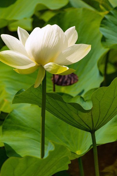的莲花