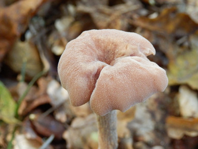 拉卡里亚紫水晶