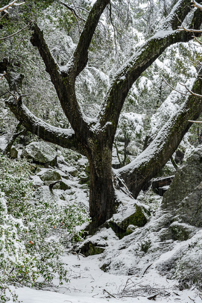 雪中的树枝