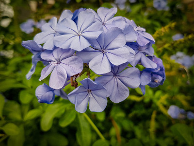 摩纳哥美丽的蓝色花朵