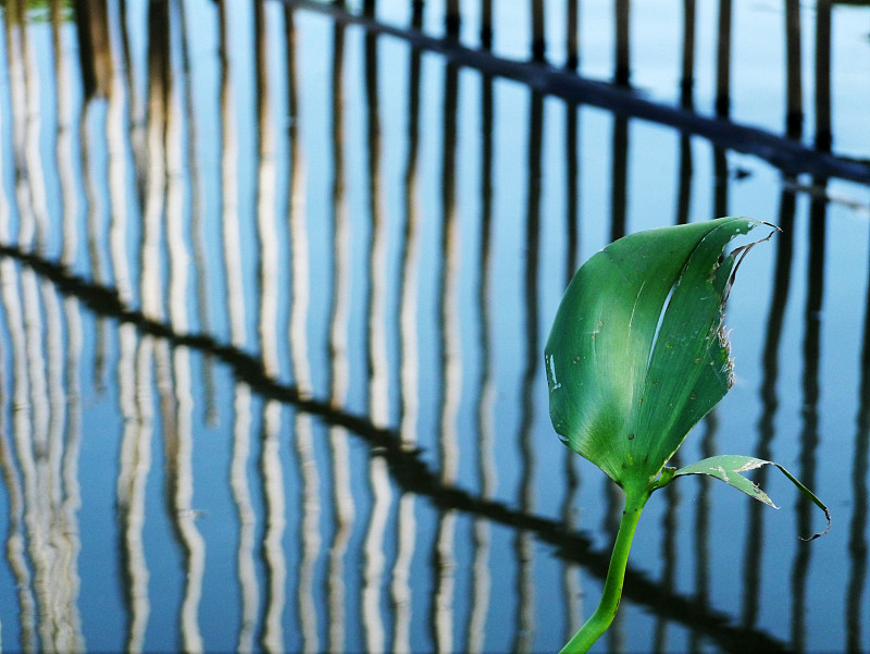 水葫芦