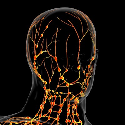 人体淋巴结解剖用于医学概念3D渲染