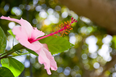 花3