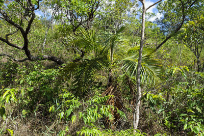 veadeiros的Chapada dos veadeiros