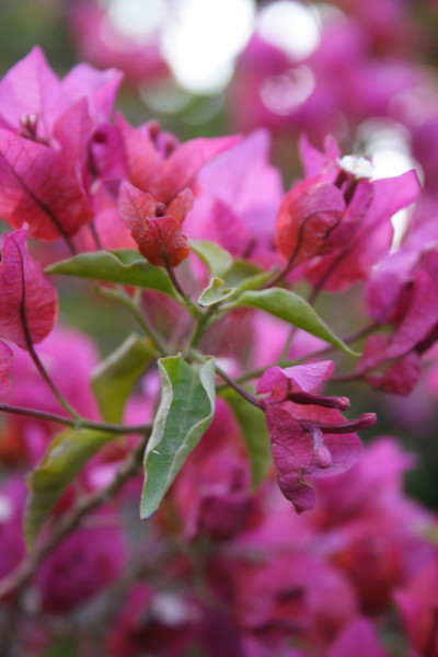 花