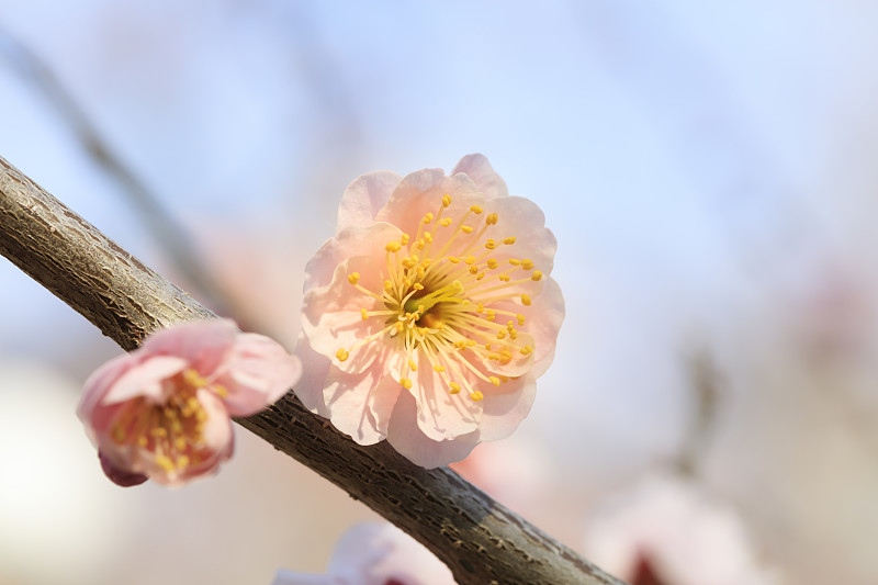 粉红梅花开得早