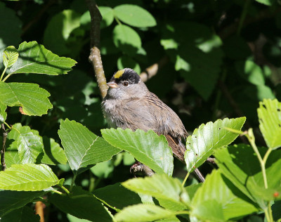 Golden-crowned麻雀