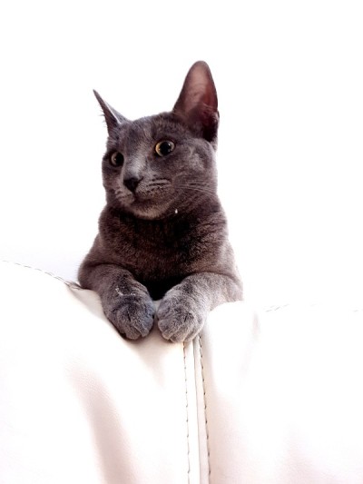 Grey六个月大的小猫