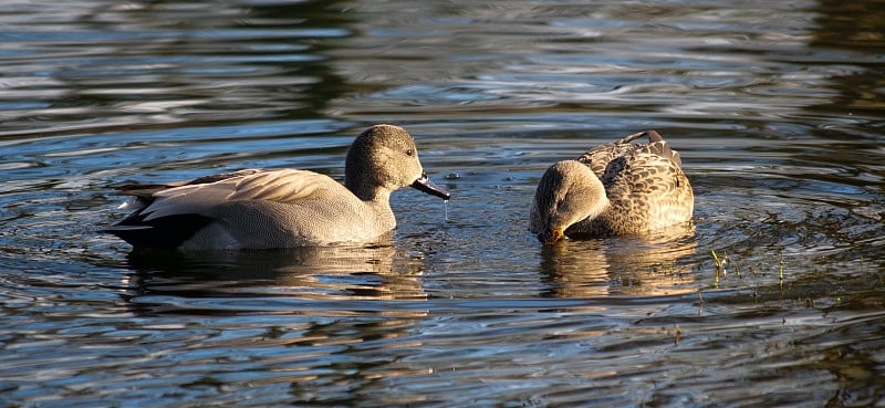 湖上的Gadwall duck