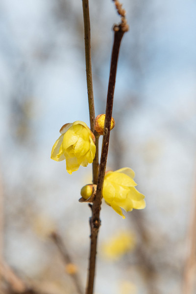 在公园里，腊梅花(Chimonanthus praecox)在二月中旬开放