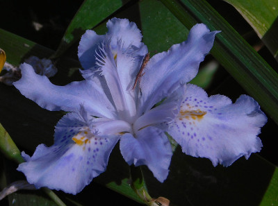 蝴蝶花,花。