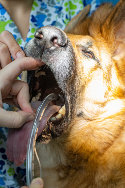 麻醉犬的气管插管