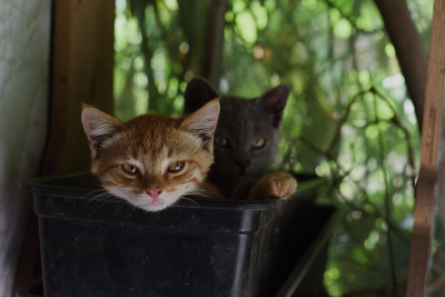 猫