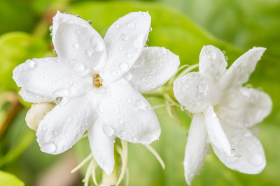 白色的花，茉莉(茉莉花sambac L.)