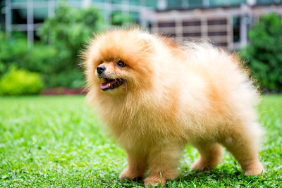 博美犬在花园中绿色的花园