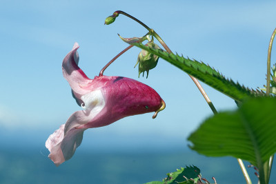 喜马拉雅香脂；凤仙花