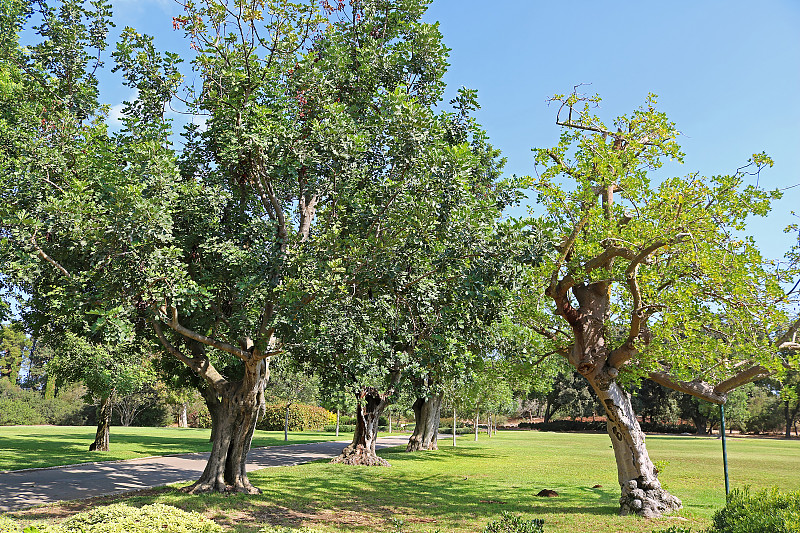 Ramat Hanadiv公园，Edmond de Rothschild男爵纪念花园，Zichron