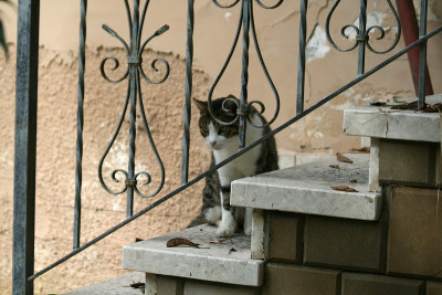 猫在楼梯上