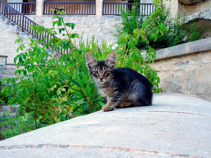 可怜的小猫咪