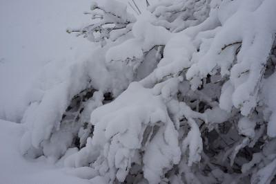 大雪落在树枝上