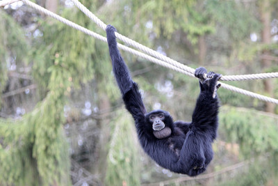 Siamang