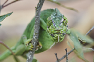 西班牙南部常见的变色龙(Chamaeleo chamaeleon)。安达卢西亚,马拉加