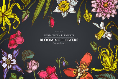 花的设计在黑暗的背景与依兰，凤仙花，水仙花，底格里布，莲花，aquilegia
