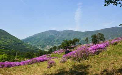韩国名山朱雀山上盛开的红色杜鹃花