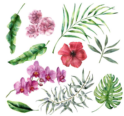 水彩热带集花和叶。手绘棕榈，怪物，木槿，兰花，夹竹桃，桉树，棕榈枝孤立在白色的背景。花卉插图设计，印