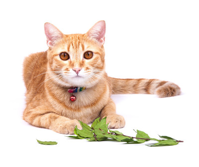 泰国的猫